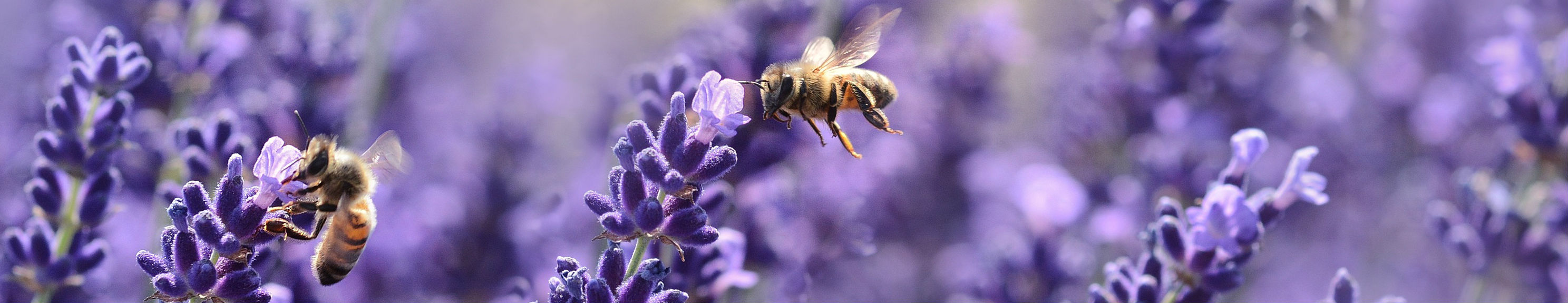 Savons des chambarans